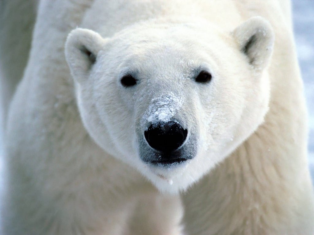 polar-bear.jpg